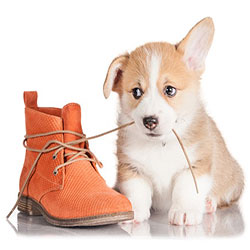 What You Need To Know About Your Pet's Behavior
